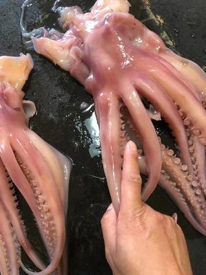 魷魚須,章魚須,八爪魚須