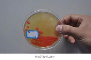 科環海洋生物與海洋三所開啟戰略合作