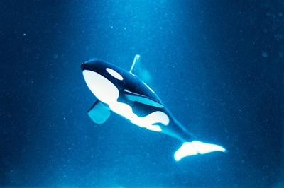 攝影師足不出戶拍攝海洋生物 大寫的服