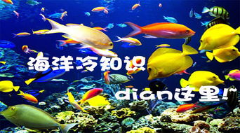 鯛魚 加吉魚 你不知道的關于這個海洋生物的冷知識都在這里