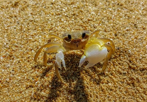 海洋生物:為人類阻擋了數百萬病毒