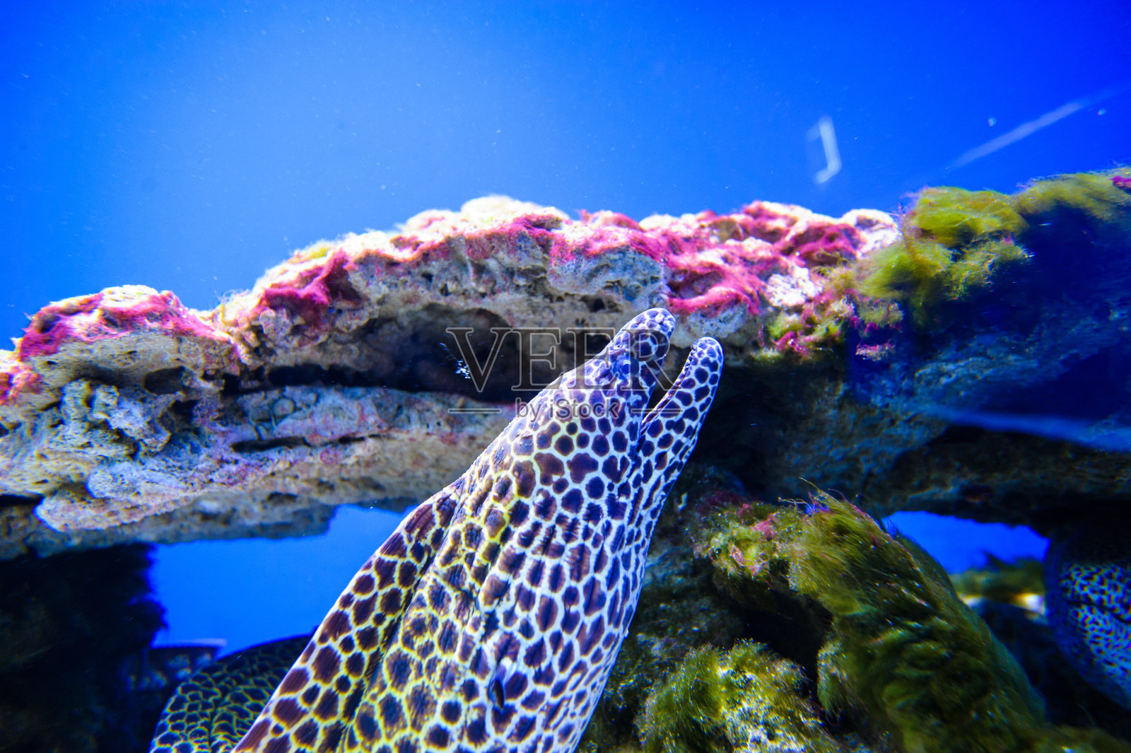 海洋的魚