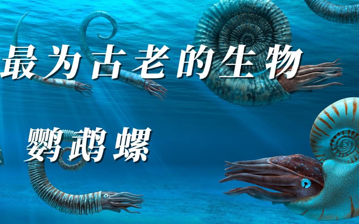 古老的海洋生物鸚鵡螺
