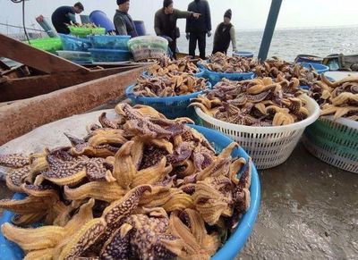 膠州灣現大量海星 蛤蜊養殖戶損失慘重