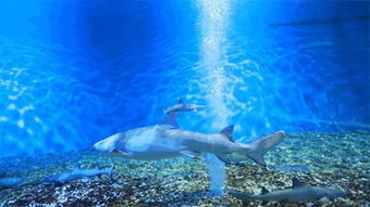 濱江壹號超炫夢幻海洋生物展 本周五再加一場