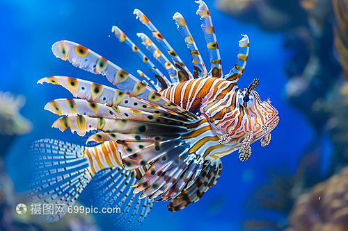 獨(dú)特花紋的獅子魚(yú)