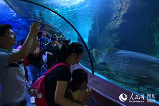 與海洋生物 對話 親子樂游東湖海洋世界學習科普知識