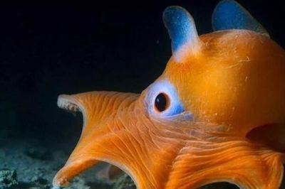 十大最可愛(ài)的海洋生物排名 白僅第四,第二是“海洋之舟”